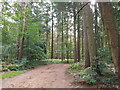 Path in Kingsford Country Park