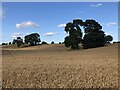 Trees In Wheat Field