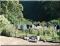 Nice day for  pigs and drying clothes, near Kingston