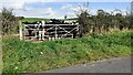 Cows at field gate on NE side of road NW of Wrayside