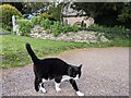 SO4430 : Cat at St. Mary and St. David's church (Kilpeck) by Fabian Musto