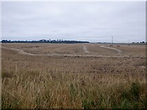 NJ0060 : Barley harvest, Kintessack by Richard Webb