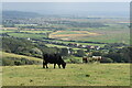 SS4538 : Cattle on downland above Saunton by David Martin