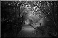 Path to river from Allerburn Lea, Alnwick