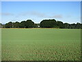 Green field near Cambusmichael