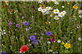 TL8161 : Wild flowers in the walled garden, Ickworth by Christopher Hilton