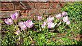 Autumn Crocus, Colchicum