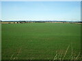 NU2028 : Gulls in a field north of Swinhoe by Richard Law