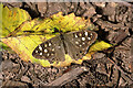 NT9561 : A speckled wood butterfly (Pararge aegeria) by Walter Baxter