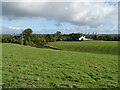 Grazing off Carlisle Road