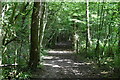 Footpath, Peacock Wood