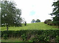 Hillside grazing above Lanark Road (A72)