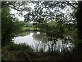 Pond next to Burnt Lodge Lane