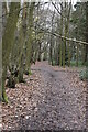 Footpath, Church Wood