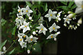 Potato vine, Westbury Park