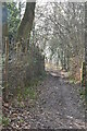 Woodland footpath