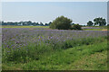 Phacelia cover crop by Blakeney Long Lane