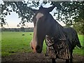 Horse in Woodside Park