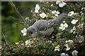 HP6208 : Barred Warbler (Curruca nisoria), Baltasound by Mike Pennington