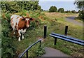 Cow next to the viewpoint at the Burlish Top Nature Reserve