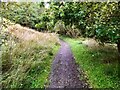 Westerwood, Path between trees near  Cumbernauld Golf Course