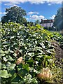 Pumpkins by The New Forge