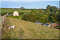 Beara : Grassy Field