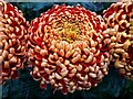 NZ1268 : Chrysanthemum cultivar, Halls of Heddon by Andrew Curtis
