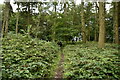 Footpath, Park Wood