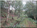 Draining ditch alongside path into woods.