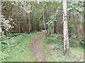 Path, Roman Camp Wood