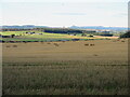 Bales near Lethenty