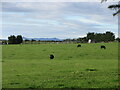 Cattle near Midtown