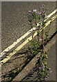 SX9066 : Michaelmas daisy, Browns Bridge Road by Derek Harper