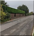 Long evergreen hedge in Shirenewton