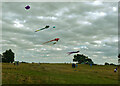 Kites over Heath Common