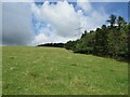 Knockmorehill Plantation near Newton