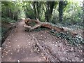 Dead tree in Highgate Wood