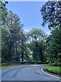 Road winding through woodland