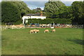 Sheep grazing in front of Smallbrook Cottage