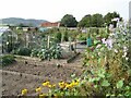 Allotment gardens