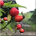 Rose hips by the disused railway track