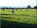 ST5391 : Cattle in a field beside the A466 by Philip Halling