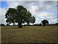 Trees alongside a farm track