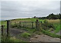 NZ1352 : Grazing field beside Pont Lane by Robert Graham