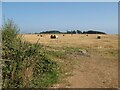 Stubble field with bales