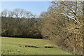 Footpath by woodland edge