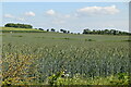 Wheat field