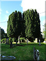 NR7656 : Kirkyard Yew Trees by Anne Burgess