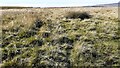 SD9488 : Open moorland on Worton Pasture by Roger Templeman